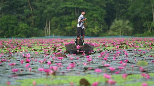 View of men in a boat picking pink water lilies Bangladesh. View of men in a boat picking pink water lilies Bangladesh.