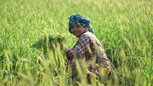 View of a female farmer working in a green wheat field Nepal.