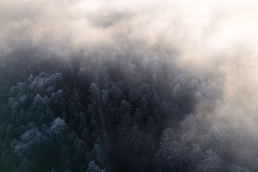 Aerial view of Schonbuch forest with frosted coniferous trees and a narrow road partially obscured by thick morning fog and soft sunlight Bebenhausen Baden Wurttemberg Germany.