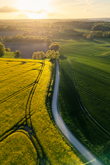 Aerial view of a winding road passing through vibrant yellow rapeseed fields and green meadows near Freienwillen during sunset Langballig Schleswig Holstein Germany.