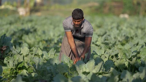 View of a farmer working in a vegetable field in Bogura Bangladesh. View of a farmer working in a vegetable field in Bogura Bangladesh.