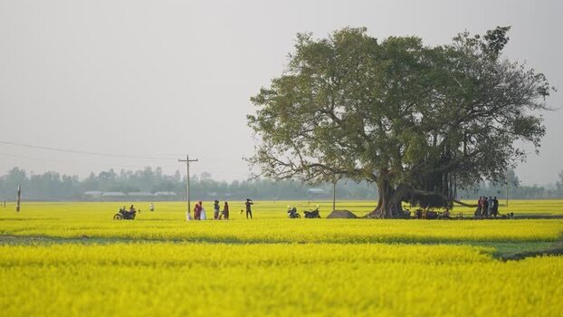 View of people in a mustard field with a large tree Bangladesh.