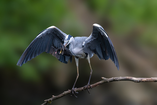 View of a grey heron with its wings spread holding prey in its beak while perched on a branch in Selestat Grand Est France.