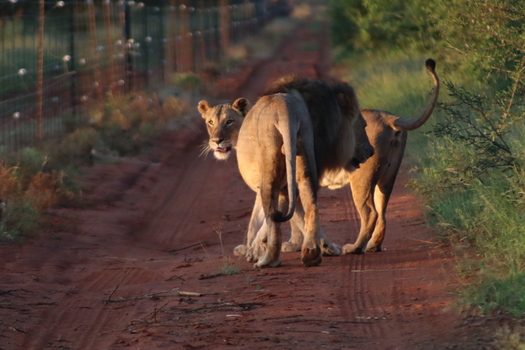 View of a male and female lion walking along a red dirt road at Tumbeta Private Game Reserve in Thabazimbi Limpopo South Africa.