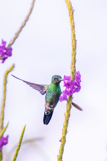 View of a vibrant green hummingbird hovering and feeding on small purple flowers against a bright background in Antioquia Colombia.