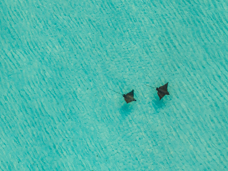 Aerial view of two eagle rays gracefully swimming through the turquoise waters near Kan Island Dhidhdhoo Thiladhunmathi Atoll Maldives.