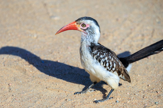 View of a red billed hornbill with its distinctive curved beak and black and white plumage standing majestically on the sun baked earth Skukuza Mpumalanga South Africa.