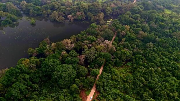 Aerial view of a winding road through a forest in Sri Lanka.