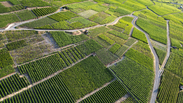 Aerial view of the Montagnon vineyards with winding roads and lush green grapevines on the terraced hillsides in Leytron Valais Switzerland. Aerial view of the Montagnon vineyards with winding roads and lush green grapevines on the terraced hillsides in Leytron Valais Switzerland.
