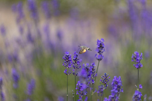 View of a hummingbird hawk moth hovering over vibrant purple lavender flowers in a sunny field Wittenheim Grand Est France.