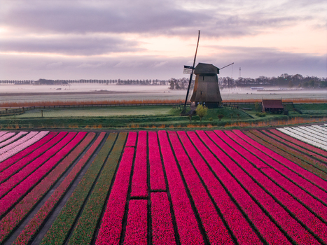 Aerial view of traditional windmills bovenmolen G along a canal with sheep grazing in green pastures and vibrant tulip fields under a cloudy sky in Schermerhorn Netherlands. Aerial view of traditional windmills bovenmolen G along a canal with sheep grazing in green pastures and vibrant tulip fields under a cloudy sky in Schermerhorn Netherlands.