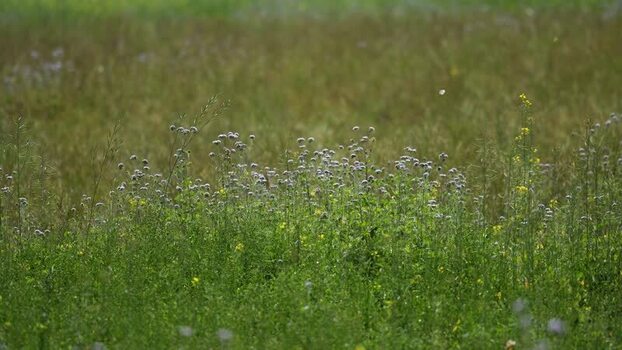 View of wildflowers in a green field Nepal.