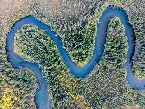 Aerial view of the winding Tok River flowing through a dense coniferous forest with patches of autumn foliage in Southeast Fairbanks Census Area Alaska United States.