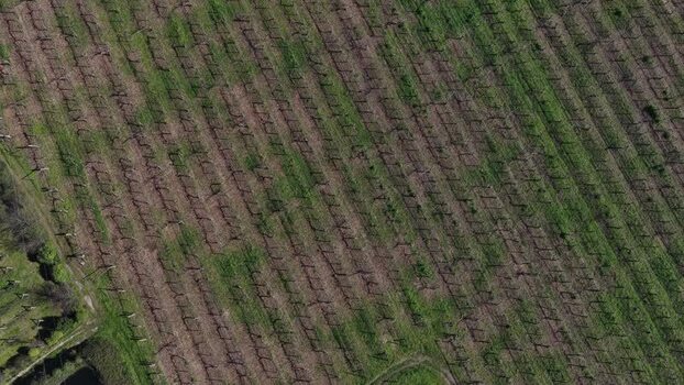 Aerial view of a vineyard with rows of plants Portugal.