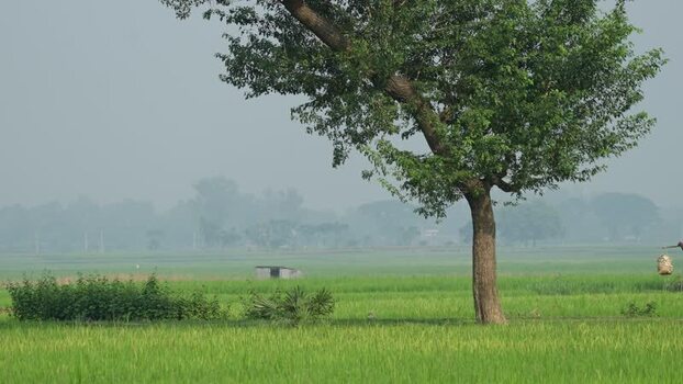 View of a lone tree in lush green rice fields Bangladesh.
