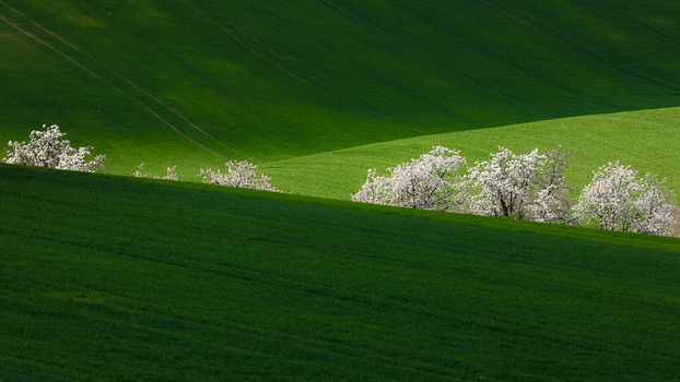 View of rolling green hills and blooming white trees with shadows across the agricultural landscape in Sardice South Moravian Region Czechia. View of rolling green hills and blooming white trees with shadows across the agricultural landscape in Sardice South Moravian Region Czechia.