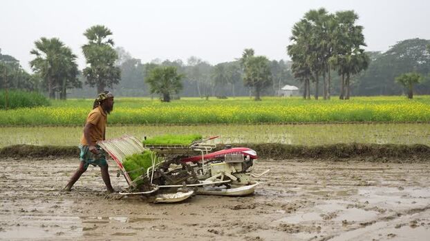 View of a farmer using a rice transplanter in a field Bangladesh. View of a farmer using a rice transplanter in a field Bangladesh.