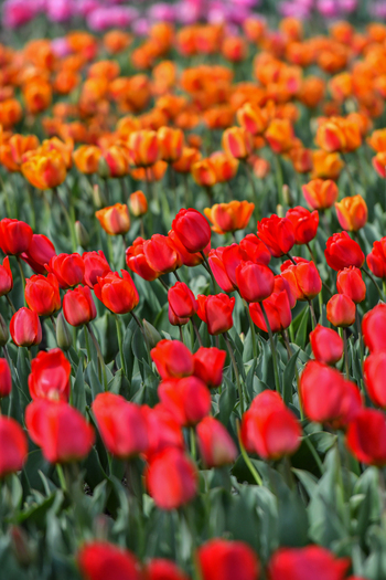 View of vibrant red and orange tulips blooming in a lush field at Peninsula San Pedro San Carlos de Bariloche Rio Negro Province Argentina. View of vibrant red and orange tulips blooming in a lush field at Peninsula San Pedro San Carlos de Bariloche Rio Negro Province Argentina.