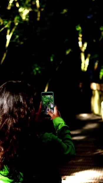 View of a person filming in a dark forest New Zealand.