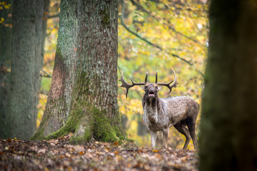 View of a fallow deer with large antlers standing in an autumn forest with mossy tree trunks and yellow foliage in Debrzno Pomeranian Voivodeship Poland. View of a fallow deer with large antlers standing in an autumn forest with mossy tree trunks and yellow foliage in Debrzno Pomeranian Voivodeship Poland.