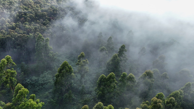 Aerial view of a dense evergreen forest partially covered by thick morning mist and low lying clouds Garden Route District Municipality Western Cape South Africa.