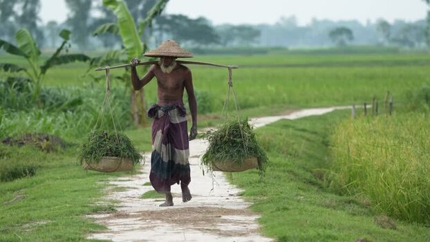 View of a farmer carrying grass on a yoke in rural Bogura Bangladesh.