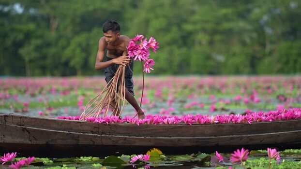 View of a man harvesting pink water lilies on a boat Bangladesh. View of a man harvesting pink water lilies on a boat Bangladesh.
