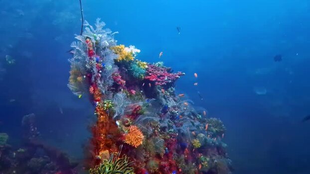View of vibrant coral reef ecosystem in Bali Indonesia.