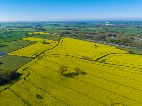 Aerial view of vibrant yellow rapeseed fields with scattered trees and a distant highway in the rural landscape of Stone England United Kingdom. Aerial view of vibrant yellow rapeseed fields with scattered trees and a distant highway in the rural landscape of Stone England United Kingdom.