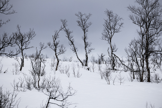View of bare spindly trees standing in a deep snow covered field under a grey overcast winter sky in Ersfjord Troms Norway. View of bare spindly trees standing in a deep snow covered field under a grey overcast winter sky in Ersfjord Troms Norway.