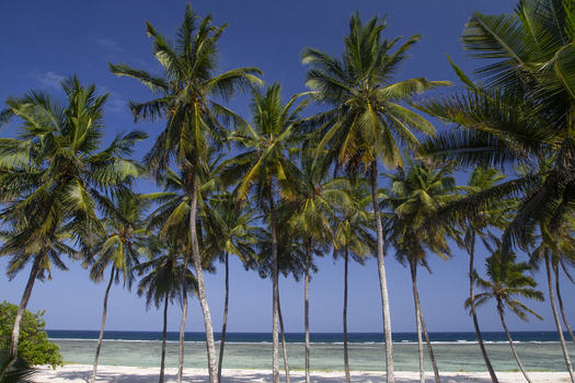 View of tall palm trees lining the white sand of Tiwi Beach with turquoise ocean water under a clear blue sky Tiwi Wilaya ya Kwale Kenya. View of tall palm trees lining the white sand of Tiwi Beach with turquoise ocean water under a clear blue sky Tiwi Wilaya ya Kwale Kenya.