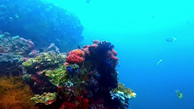 View of coral reef with tropical fish Indonesia.