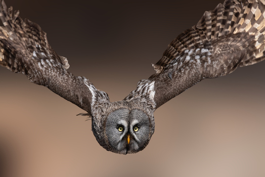 View of a Great Grey Owl in flight with its wings spread wide against a soft blurred background in Selestat Grand Est France.