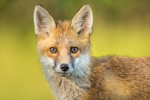 View of a young red fox with soft fur and alert eyes against a blurred natural background in Debrzno Pomeranian Voivodeshi Poland. View of a young red fox with soft fur and alert eyes against a blurred natural background in Debrzno Pomeranian Voivodeshi Poland.