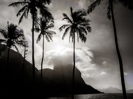 View of palm trees silhouetted against the sun and Sugarloaf Mountain at Red Beach in the State of Rio de Janeiro Brazil.