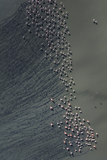 Aerial view of a flock of flamingos creating a vibrant pink contrast against the dark rippled waters of the salt flats San Pedro del Pinatar Region of Murcia Spain. Aerial view of a flock of flamingos creating a vibrant pink contrast against the dark rippled waters of the salt flats San Pedro del Pinatar Region of Murcia Spain.