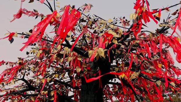 View of a tree adorned with red ribbons China.