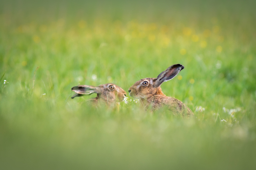 View of two European hares sitting in a lush green meadow with soft focus grass in Debrzno Pomeranian Voivodeshi Poland.