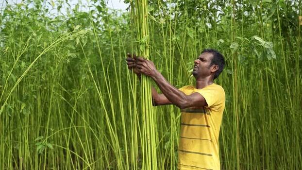 View of a man harvesting jute in a field in Jamalpur Bangladesh.