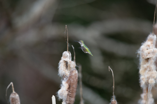 View of a small hummingbird hovering near fluffy cattails in a natural setting in Canada. View of a small hummingbird hovering near fluffy cattails in a natural setting in Canada.