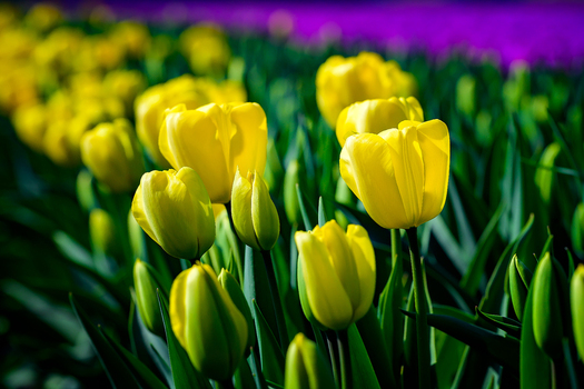 View of vibrant yellow tulips blooming in a field with green stems and leaves under bright sunlight in the Netherlands. View of vibrant yellow tulips blooming in a field with green stems and leaves under bright sunlight in the Netherlands.