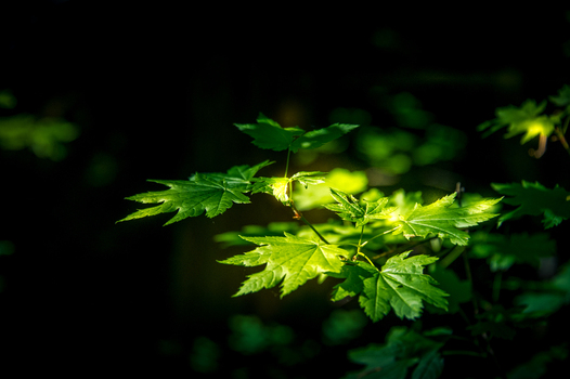 View of vibrant green maple leaves illuminated by soft sunlight against a dark forest background in Olympic National Park Port Angeles Washington United States.