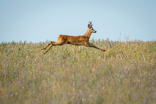 View of a roe deer buck leaping through a field of wildflowers and tall grass under a clear sky in Debrzno Pomeranian Voivodeshi Poland. View of a roe deer buck leaping through a field of wildflowers and tall grass under a clear sky in Debrzno Pomeranian Voivodeshi Poland.