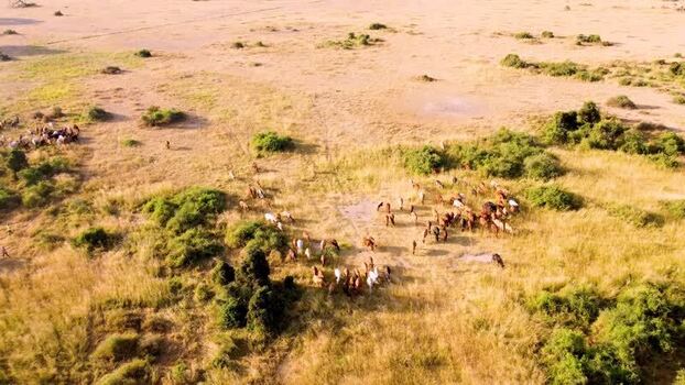Aerial view of Maasai Cattle in Amboseli National Park Kenya.