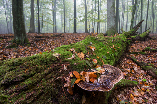 View of a moss covered fallen tree trunk with bracket fungi and scattered autumn leaves in a misty forest in Debrzno Pomeranian Voivodeshi Poland. View of a moss covered fallen tree trunk with bracket fungi and scattered autumn leaves in a misty forest in Debrzno Pomeranian Voivodeshi Poland.