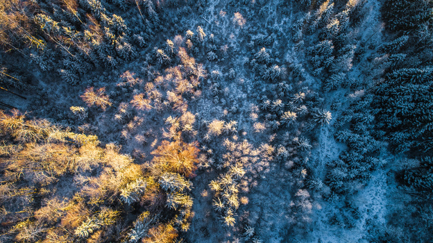 Aerial view of a snow covered forest in Latvia featuring a mix of golden lit evergreen and deciduous trees under winter light. Aerial view of a snow covered forest in Latvia featuring a mix of golden lit evergreen and deciduous trees under winter light.