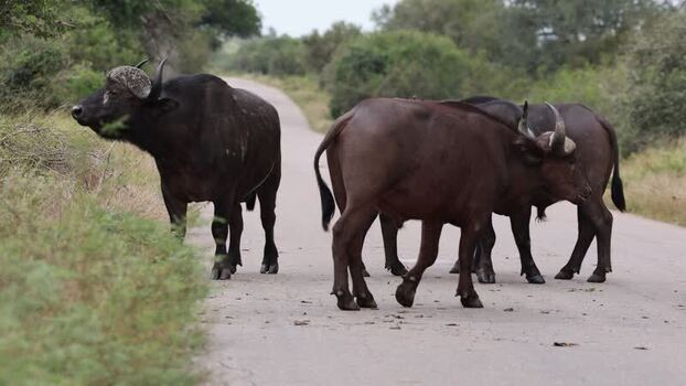 View of Cape buffaloes in Kruger National Park South Africa.