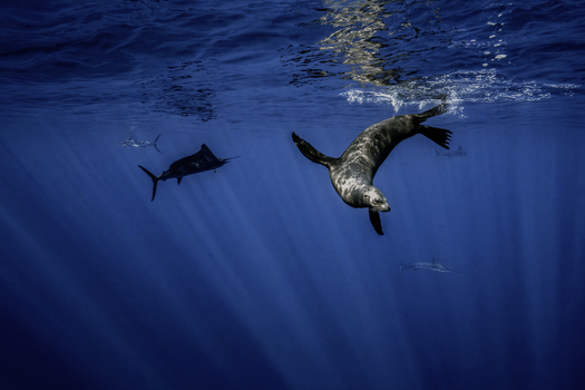 View of a sea lion swimming underwater alongside striped marlins in the deep blue ocean with sun rays at Magdalena Bay Mexico.