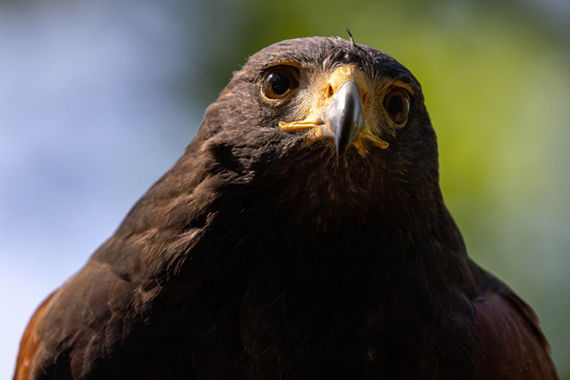 View of a majestic bird of prey with sharp eyes and dark brown feathers looking at the camera against a blurred green background in Selestat Grand Est France.