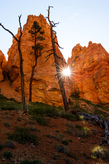 View of Bryce Canyon National Park with sunburst shining through orange hoodoos and dead trees in Utah United States.